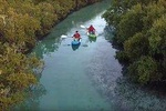 Mangrove Kayaking