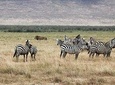 Cape Town 2 Days Tour, Aquila Safari Game Reserv Overnight&robben Island Getaway