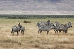 Cape Town 2 Days Tour, Aquila Safari Game Reserv Overnight&robben Island Getaway