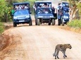 Full Day Safari in Yala National Park With Picnic Lunch 