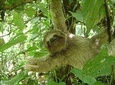 SLOTH PARK ADVENTURE from La Fortuna