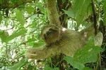 SLOTH PARK ADVENTURE from La Fortuna