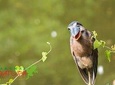 Arenal Volcano Bird Watching Experience