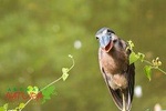 Arenal Volcano Bird Watching Experience
