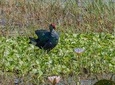 Full Day Safari in Bundala National Park With Picnic Lunch