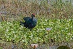 Full Day Safari in Bundala National Park With Picnic Lunch