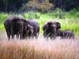 Afternoon Safari to Maduru Oya National Park 