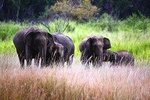 Afternoon Safari to Maduru Oya National Park 