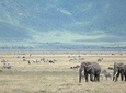2 Days explore to Tarangire Park, Ngorongoro crater and lake Manyara (comfort)