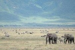 2 Days explore to Tarangire Park, Ngorongoro crater and lake Manyara (comfort)
