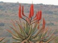 The Eastern Cape Wild Aloe Tour from Port Elizabeth 