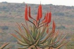 The Eastern Cape Wild Aloe Tour from Port Elizabeth 