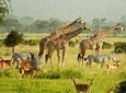 3 Days 2 Nights Murchison Falls Wildlife Safari