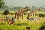 3 Days 2 Nights Murchison Falls Wildlife Safari