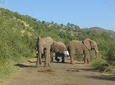 2 Day Pilanesberg Safari in 3 Star Lodge