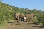 2 Day Pilanesberg Safari in 3 Star Lodge