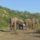 2 Day Pilanesberg Safari in 3 Star Lodge