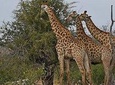 Kruger National Park - 2 Days Kruger huts accommodation 
