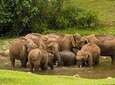 Wild Elephant Village( Anakulam) Visit ( full day village jeep tour)
