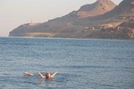One Day Tour : Dead Sea, Madaba, Mount Nebo including lunch
