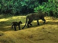All inclusive Private safari at Wilpattu National park from Negombo