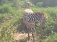 4day's Safari