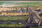 Full-Day Trip to Ngorongoro Crater from Arusha Town 