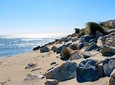 Historic Arles to the wild & windswept beaches of the Camargue private tour