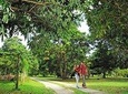 Penang Half Day City Tour Including Tropical Fruit Farm