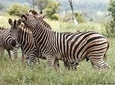 4 Days Luxury Lodge Safari Tour Tanzania