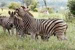 4 Days Luxury Lodge Safari Tour Tanzania