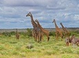  6 Days /5 Nights Adventure in Masai Mara,Lake Nakuru, Amboseli