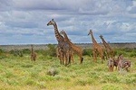  6 Days /5 Nights Adventure in Masai Mara,Lake Nakuru, Amboseli