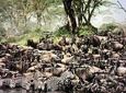 Manyara, ngorongoro, olduvai, Serengeti 4 days