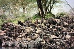 Manyara, ngorongoro, olduvai, Serengeti 4 days