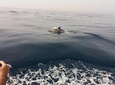 Dolphin Route