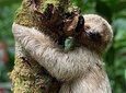 Volcano Hike-Mistico Hanging Bridges and Sloth Watching Experience in La Fortuna