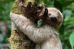 Volcano Hike-Mistico Hanging Bridges and Sloth Watching Experience in La Fortuna