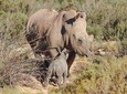 Wildlife and Safari Tour