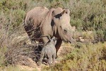 Wildlife and Safari Tour