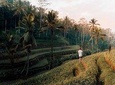 Ubud Swing, Rice Terrace and Waterfall Highlights Tour