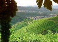 Amarone-Soave wine tour. Visit Verona. From Venice
