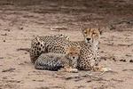 5 Days Luxury Lodge Safari Tour Tanzania