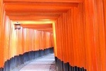 【Fushimi inari shrine】A local born in Kyoto shares the secret path away tourists
