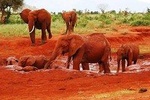 5 Days/4 Nights Kenya Safari