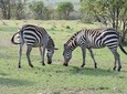 3day's Safari