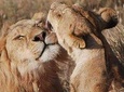 Big Five Safari In Tanzania