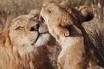 Big Five Safari In Tanzania