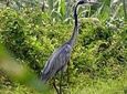 4 Hours Bird Watching in Mount Nyiragongo
