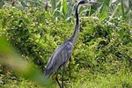 4 Hours Bird Watching in Mount Nyiragongo